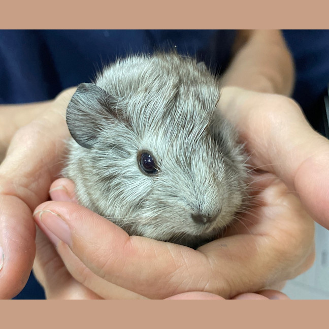 Photo of Willow