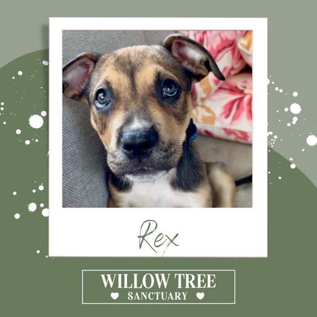 Photo of Rex