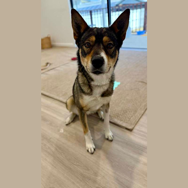 Photo of Nala