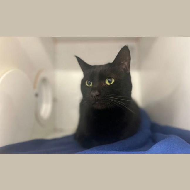 Photo of Salem