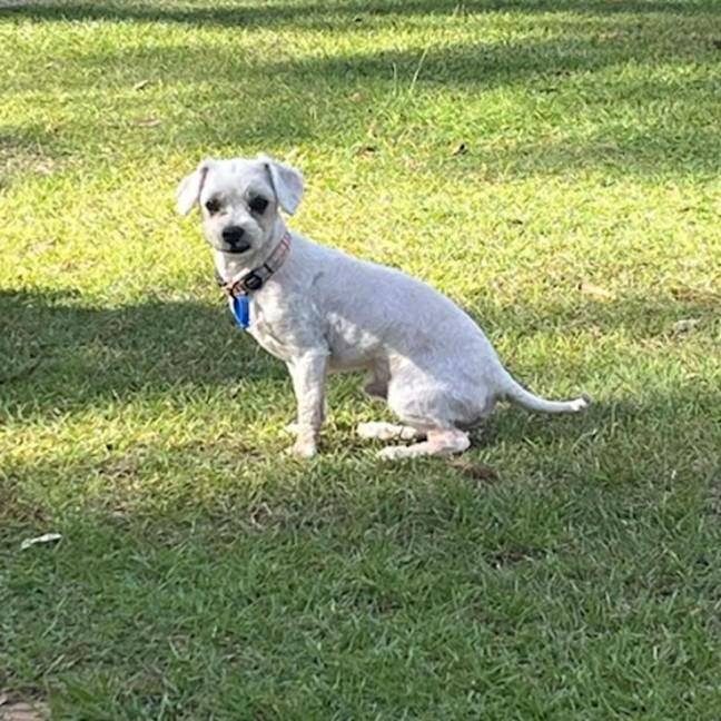 Photo of Mushu