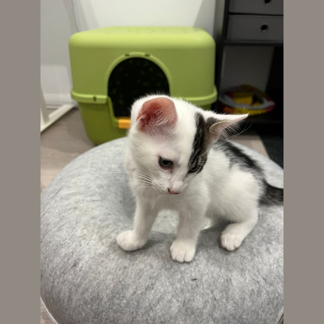 Photo of Marshmallow