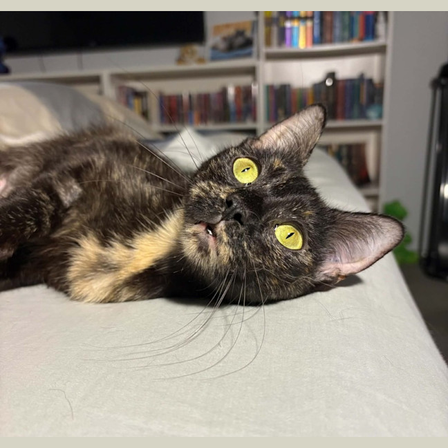 Photo of Biscuit