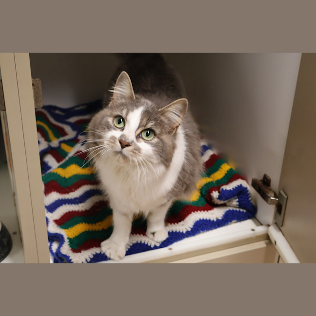 Photo of Skittles