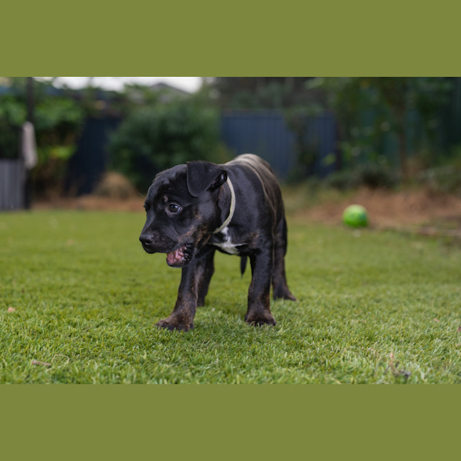 Photo of Luxury Yacht