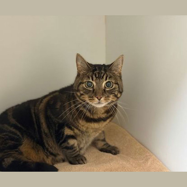 Photo of Three Legged Leo