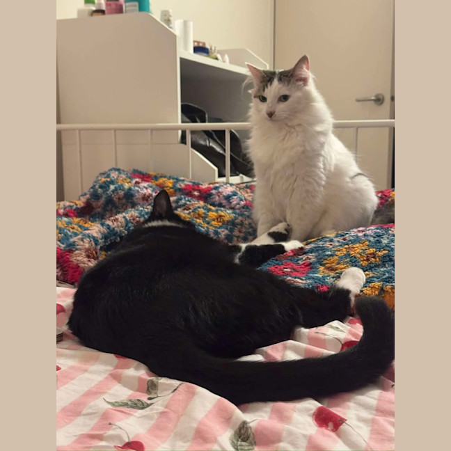 Photo of Pepper