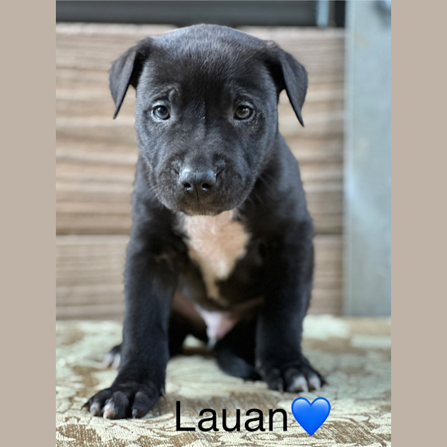 Photo of Lauan