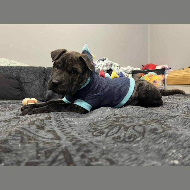 Photo of Potato   9 Week Old Shar Pei X Staffy 