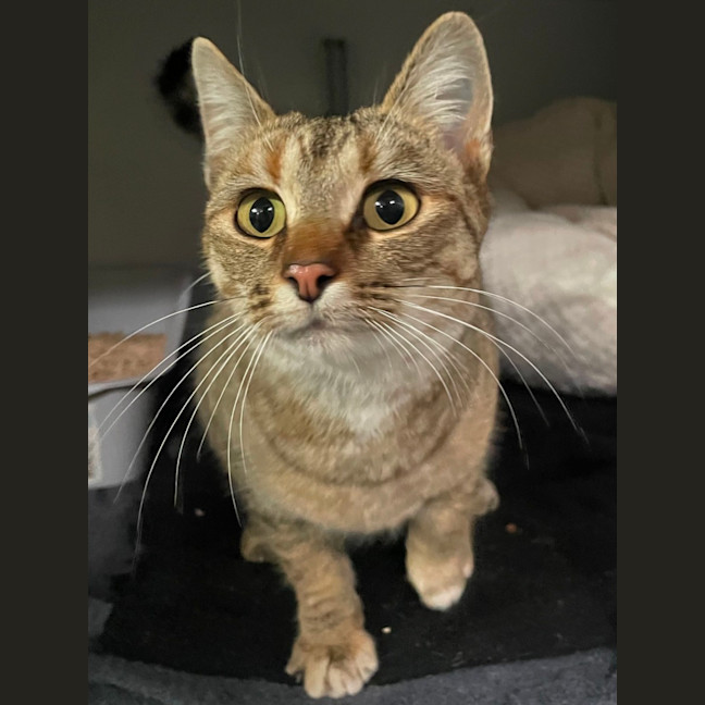 Photo of Sundae