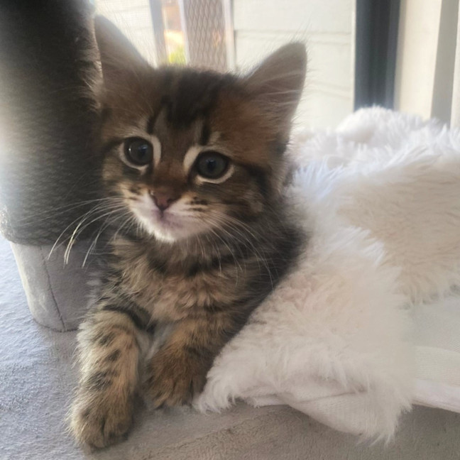 Photo of Meeko