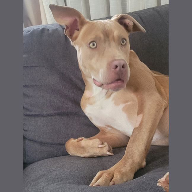 Photo of Stella