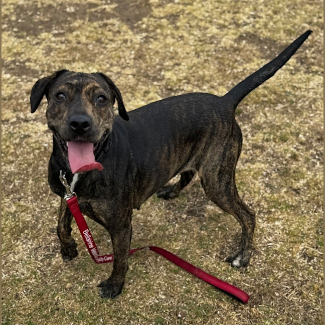 Photo of Sloan (68382)