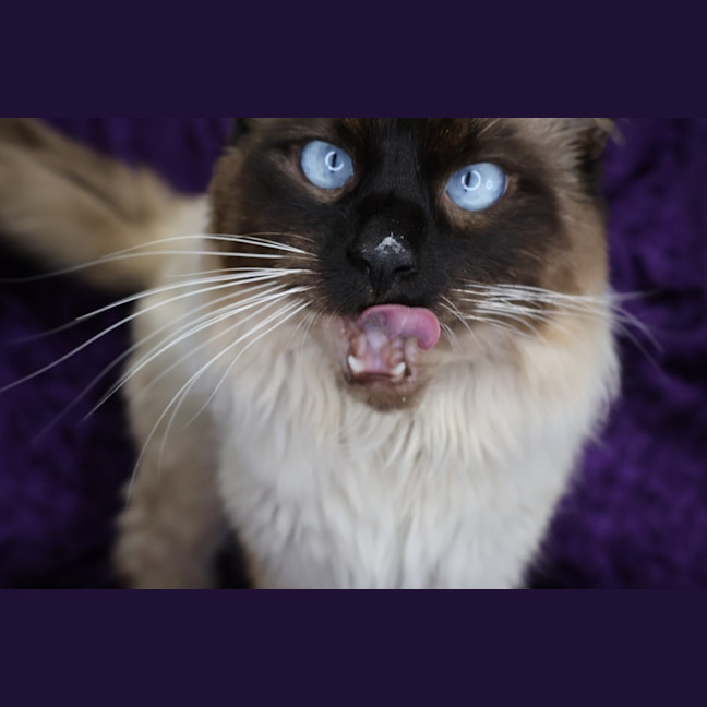Photo of Matthew Meow Conaughey