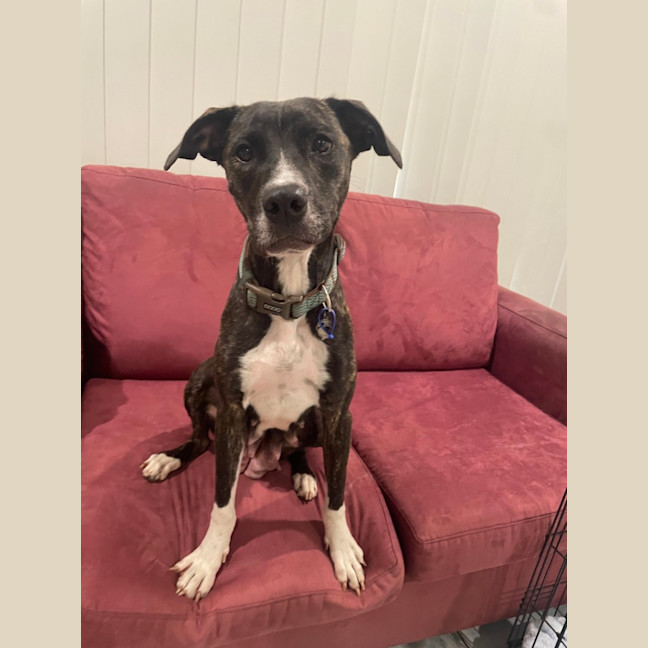 Photo of Delilah   1 Year Old Staffy X