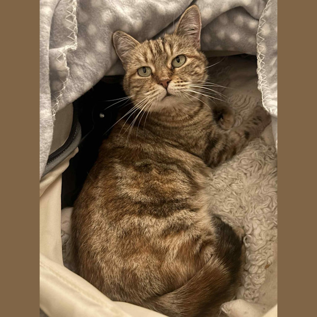 Photo of Lady Saffron