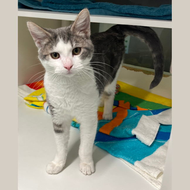 Photo of Romeo