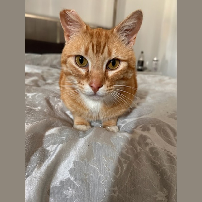 Photo of George *9 Lives Project Rescue*