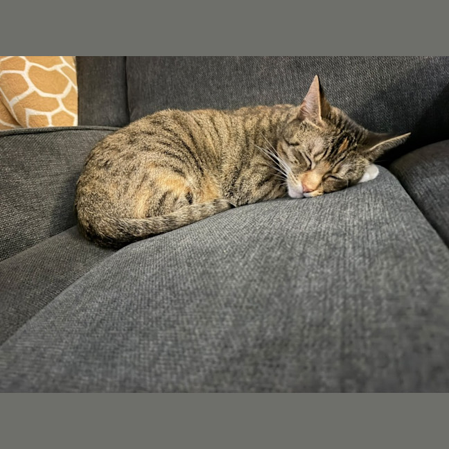 Photo of Bell