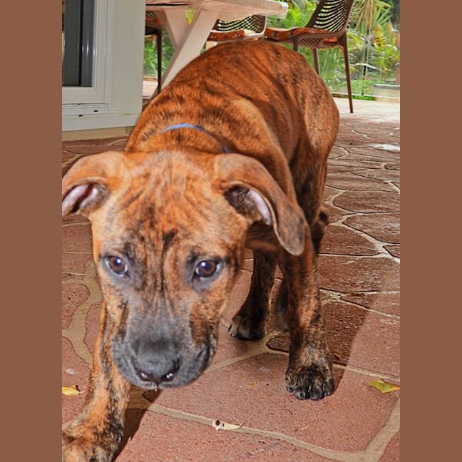 Photo of Geronimo