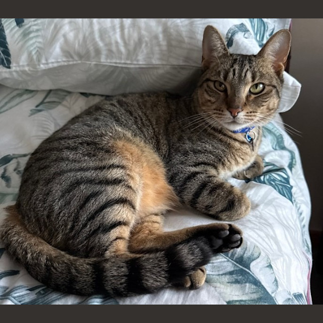 Photo of Archie