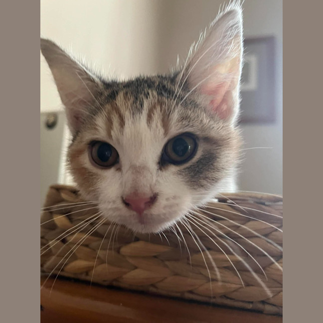 Photo of Kit Kat