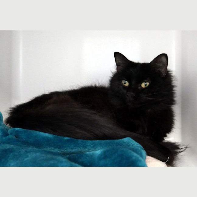 Photo of Mango Rsua012746