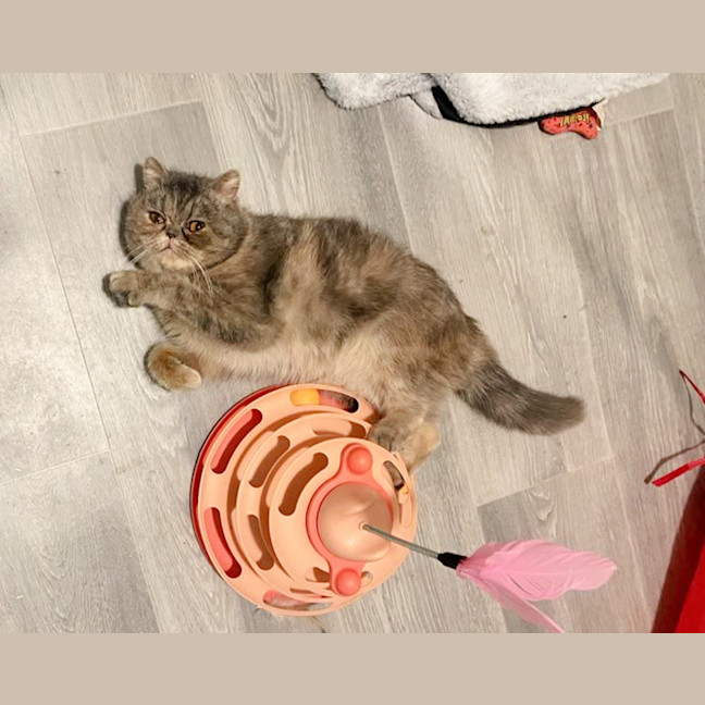 Photo of 🌺Sakura🌺