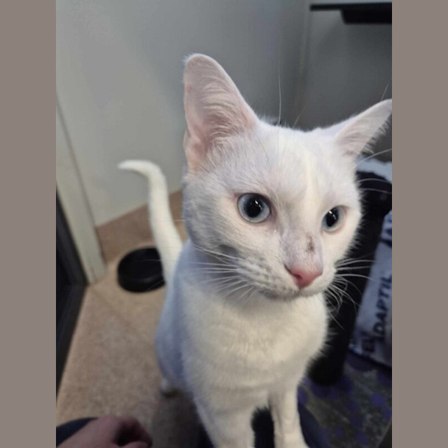 Photo of Dot