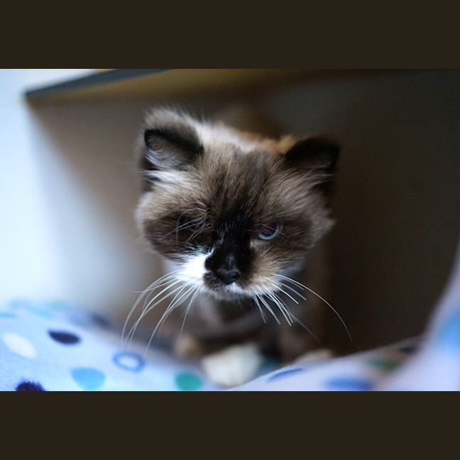 Photo of Dixie