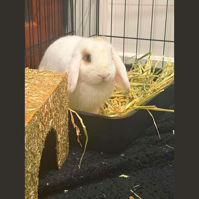 Photo of Sapphire 