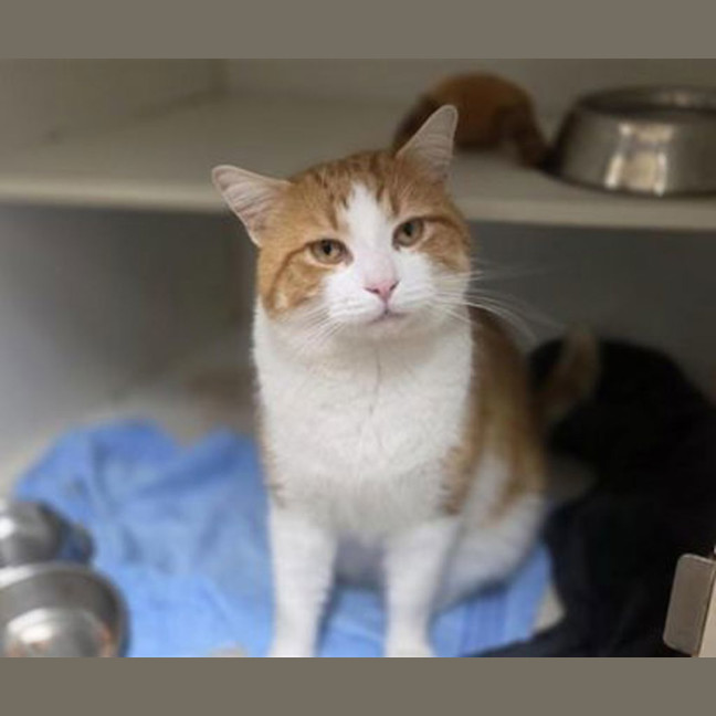 Photo of Pumpkin