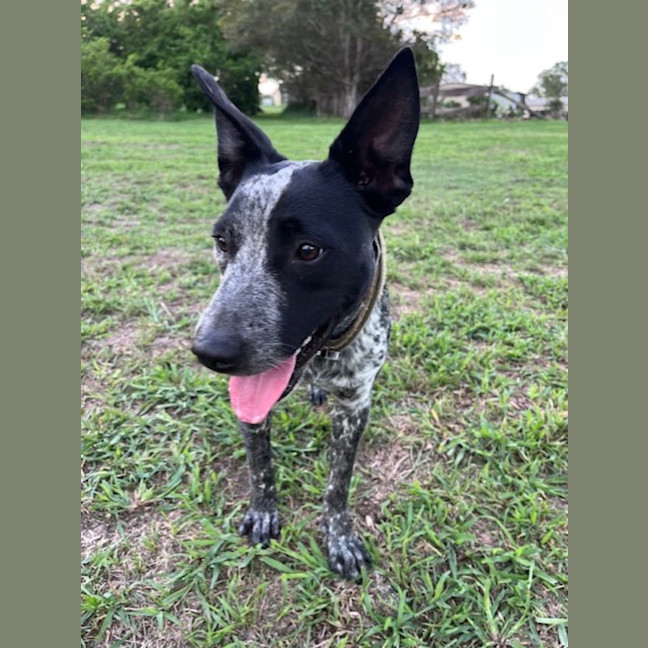 Photo of Zorro