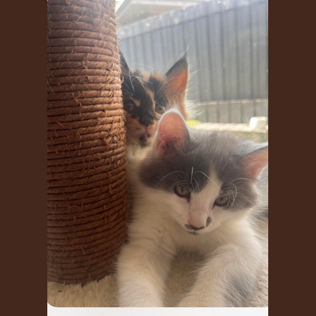 Photo of Mindy And Mork