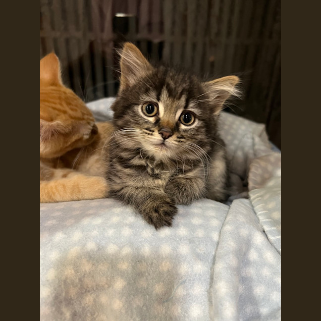 Photo of Luna (Lj) 