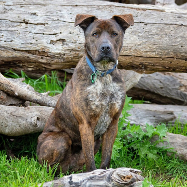 Photo of Bear
