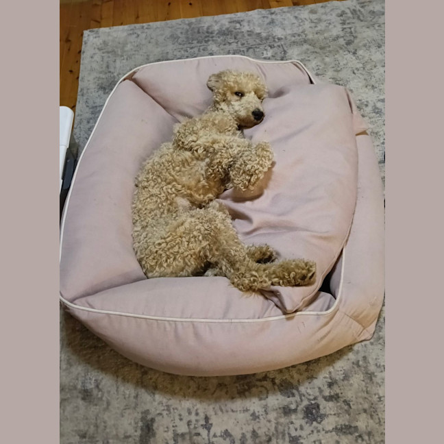 Photo of Paris   1 Year Old Poodle