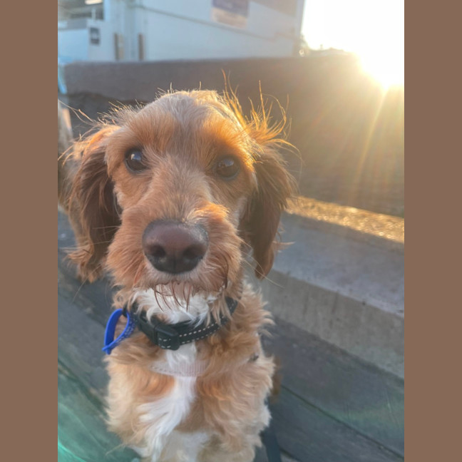 Photo of James   1 Year Old Cavoodle (Trial)