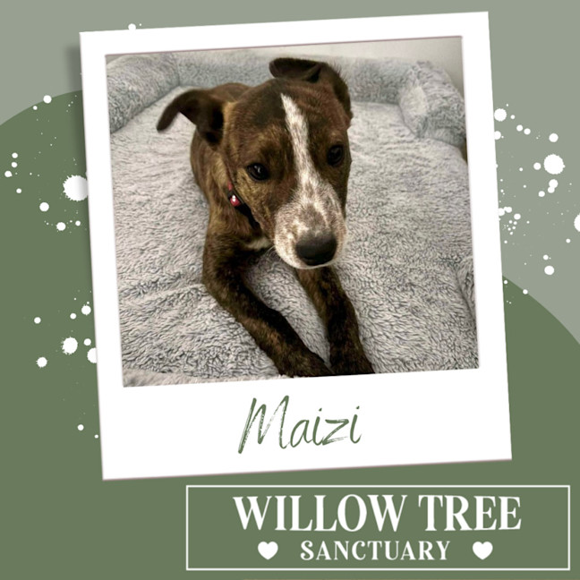 Photo of Maizi