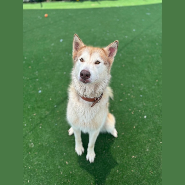 Photo of Meeka Imp 204