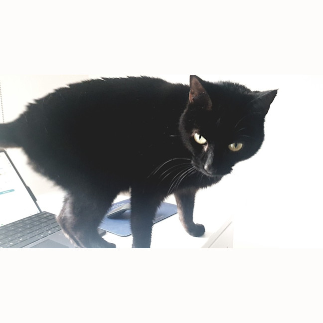 Photo of Bixie