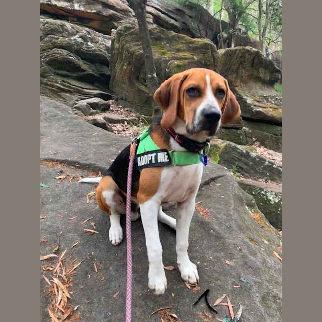 Photo of Bruce   7 Month Old Beagle (Trial)