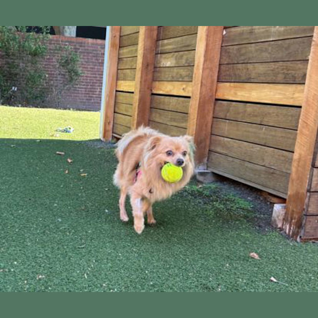Photo of Cookie