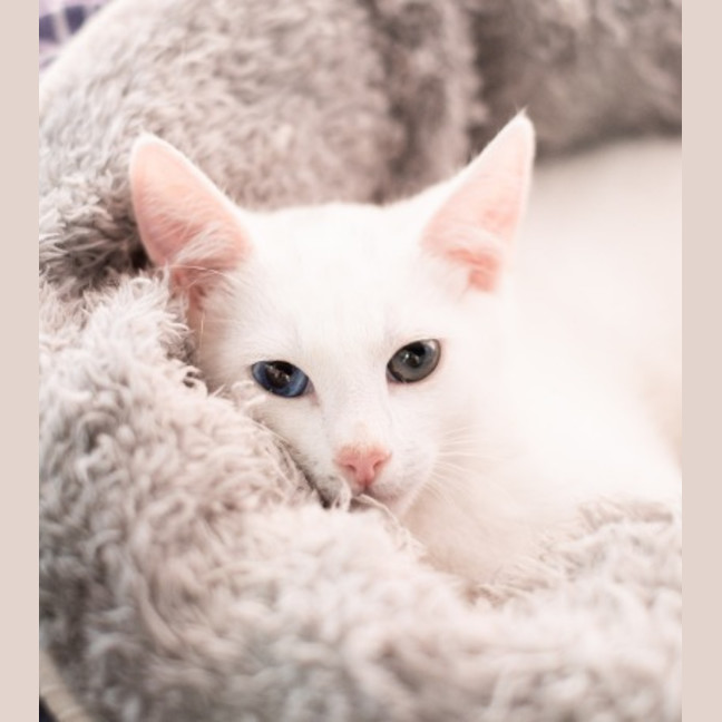 Photo of Koko