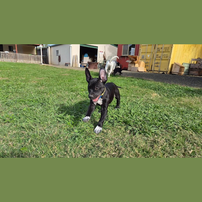 Photo of Star