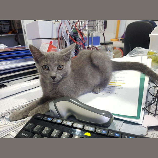 Photo of Misty