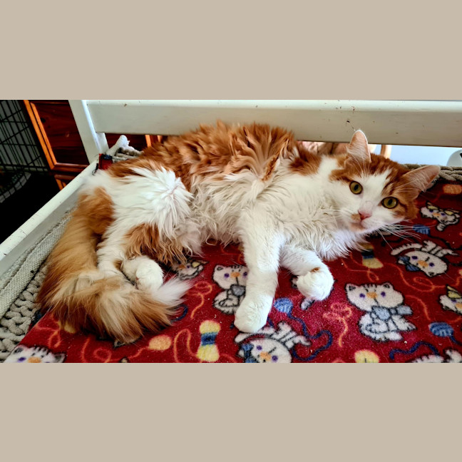 Photo of Buddy