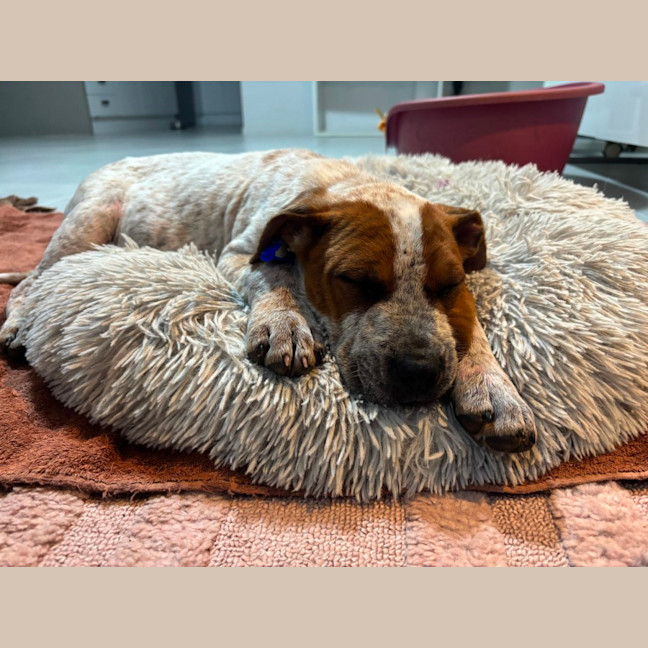 Photo of Rusty   12 Week Old Cattle Dog