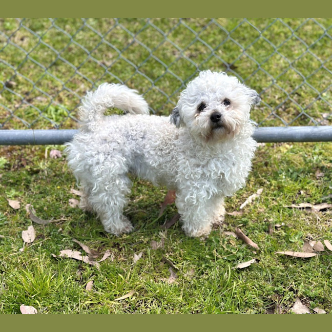 Photo of Crisp.P.Bacon