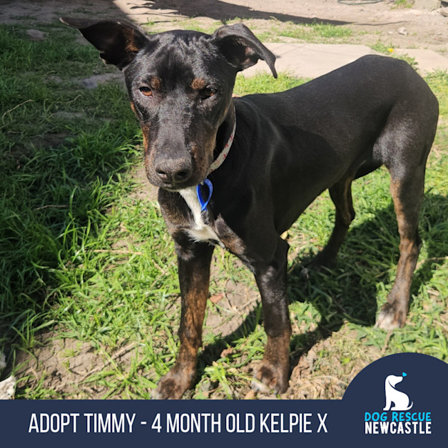 Photo of Timmy   4 Month Old Kelpie X